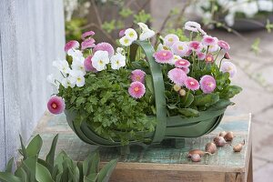 Grüner Gartenkorb mit Bellis (Tausendschön), Petersilie (Petroselinum)