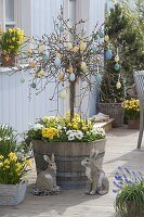 Wooden barrel planted with Salix caprea 'Pendula' (catkin willow)