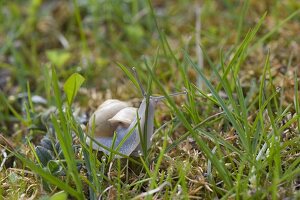 Snail with little house crawls through the garden