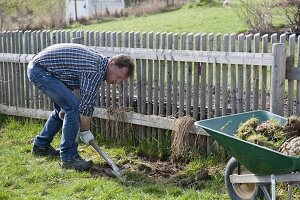 Man planting red currant in organic garden