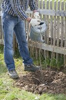 Man planting red currant in organic garden