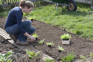 Planting spring lettuce in organic garden