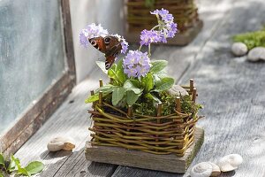 Small Primula denticulata (globe primrose) in pot of home-made