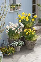 Narcissus 'Yellow River', 'Jet Fire', 'Accent' (Narzissen), Acorus 'Ogon'