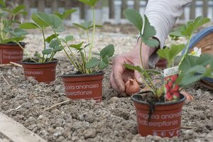 Planting a mixed culture bed with strawberries and onions