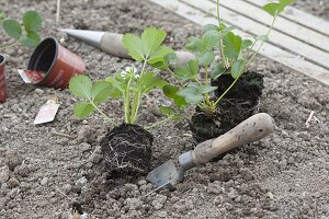 Planting mixed culture bed with strawberries and onions