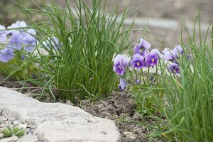 Chives and horned violets in the organic garden