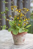 Primula Elatior-Hybride 'Gold Lace' (Cowslip, Gold-fringed)