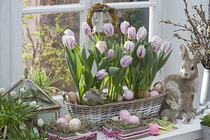Tulipa 'Flaming Flag' (tulips) in a basket box by the window, Viola cornuta