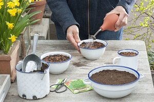 Sowing cress in enamel bowls