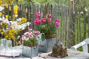 Tin containers jazzed up with wickerwork, Bellis 'Strawberry & Cream'.