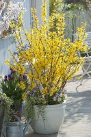 Forsythia 'Lynwood' (Goldgloeckchen) unterpflanzt mit Viola cornuta 'Etain'