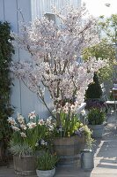 Holzfässer bepflanzt mit Prunus x hillieri 'Spire' (Zierkirsche), Narcissus