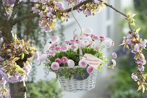 Basket with Bellis Tasso 'Strawberry & Cream' (Centaury) and Hedera