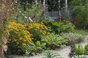 Rudbeckia fulgida 'Goldsturm' (Sonnenhut), Rote Bete (Beta vulgaris)