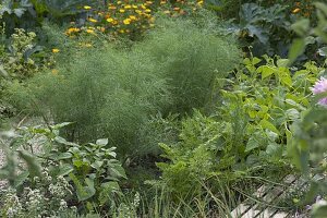 Vegetable bed with fennel (Foeniculum), carrots, carrots (Daucus carota)