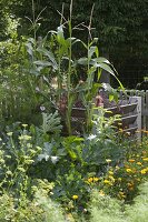 Zuckermais, Mais (Zea mays) als Sichtschutz vor Kompost-Lege, Zucchini
