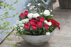 Graue Schale mit Tulipa 'Red Paradise' (Tulpen), Arabis 'Alabaster'