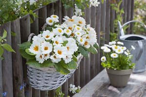 Basket box with Primula acaulis 'White' (spring primroses) and Bellis