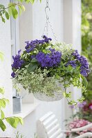 Scented hanging basket with Heliotropium (Solstice), Peppermint (Mentha)