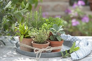 Herbs of the south on a zinc tray: sage (Salvia officinalis), rosemary
