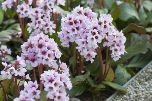 Bergenia cordifolia 'Schneekönigin'