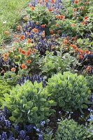 Early summer bed with geum (carnation root), Ajuga reptans