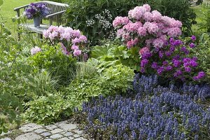 Bed with Ajuga reptans, Hosta, Rhododendron, Rosa 'Bordure Nacre