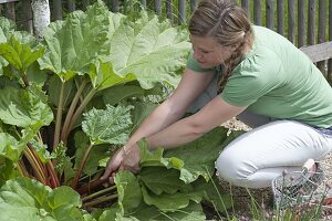 Woman harvesting rhubarb (Rheum rhabarbarum) in cottage garden