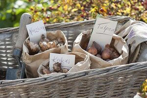 Korbkasten mit Blumenzwiebeln in Schichten bepflanzen