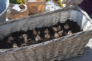 Basket box planted with bulbs in layers
