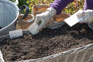 Layering flower bulbs in a basket box