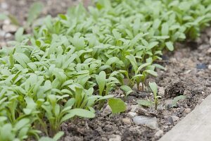 Cress sowing in vegetable garden