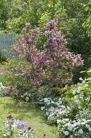 Bed with Weigelia florida and white Impatiens New Guinea