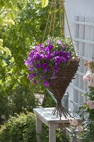 Planting your own wicker hanging basket