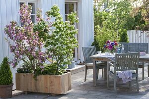 Privacy screen made from shrubs with Weigelia styriaca (Weigelie) and Cornus