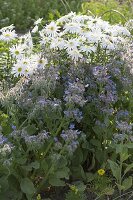 Borretsch (Borago) mit Chrysanthemum maximum (Margeriten)