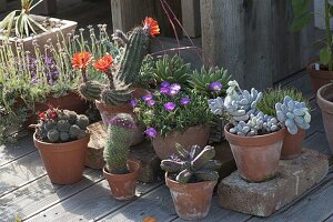 Cacti and succulents in summer