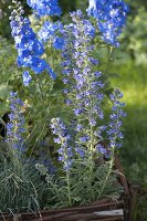 Echium vulgare (viper's bugloss) flowers from May to October