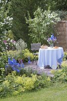 Small terrace surrounded by beds with Philadelphus coronarius