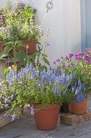 Veronica prostrata (Flacher Ehrenpreis) und Silene armeria