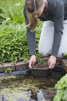 Young woman lowers Nymphaea (water lily) in wire basket into prefabricated pond