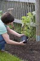 Frau pflanzt Himbeeren im Biogarten