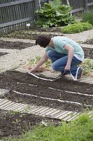 Vegetable sowing with seed tape