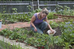 Planting mixed culture bed with strawberries and onions