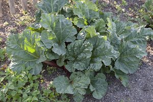 Rhabarber (Rheum rhabarbarum) im Bauerngarten