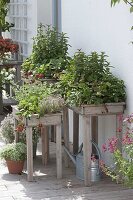 Plant planters at table height with strawberries and herbs