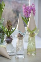 Hyacinthus (hyacinths) grown on hyacinth jars with water