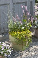 Sedum reflexum 'Yellow Cushion' (stonecrop), Ptilotus exaltatus 'Joey'