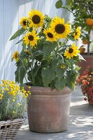 Helianthus 'Ministar' (Sunflowers) in large terracotta pot